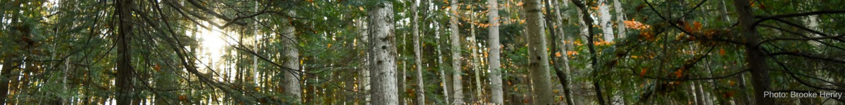 Banner Riverside Woods